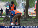 央視報道 | 守護千年古榕，TRU樹木雷達為陽朔榕樹開啟“無損體檢”新時代！